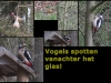 vogels