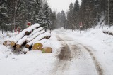 Het bospad, gezien vanuit dezelfde positie als de foto links.