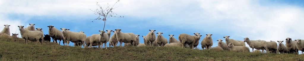 Niewsgierige Limburgse schapen...