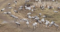 Kraanvogels, tienduizenden. Ze verzamelen zich begin april voor de trek naar het noorden.