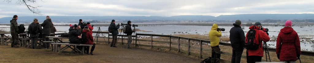 Er worden wel héél véél foto's gemaakt van de kraanvogels...