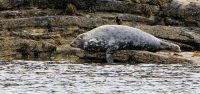 Ook deze zeehond geniet van een vrije zondag...