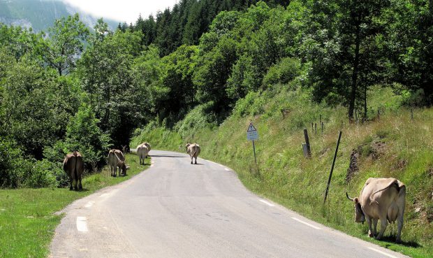 En dan opeens: koeien op de (hoofd)weg. Hier op weg naar boven, naar de Col d'Aubisque.