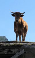 Koe zonder bel in het hooggebergte (in dit geval boven de 2000m.) De meeste koeien dragen wel zo'n grote kling-klong... ;-)