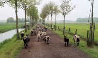 De schapen huppelen voor ons uit...