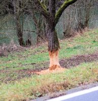 Een door bevers aangevreten boom, vlak langs de weg en de rivier.