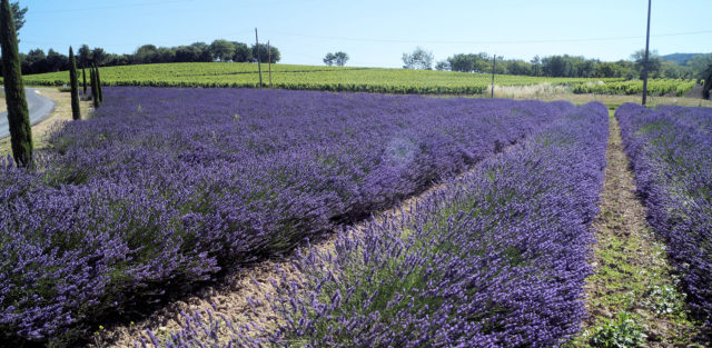 Lavendel en wijn.