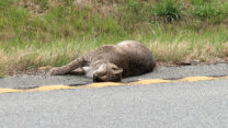 We dachten eerst aan de Florida panter, maar doe leven alleen nog in het zuiden en we zijn nu in het noorden, in Georgia...