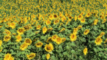 Zonnebloemen in bloei, het graan wordt al geoogst.