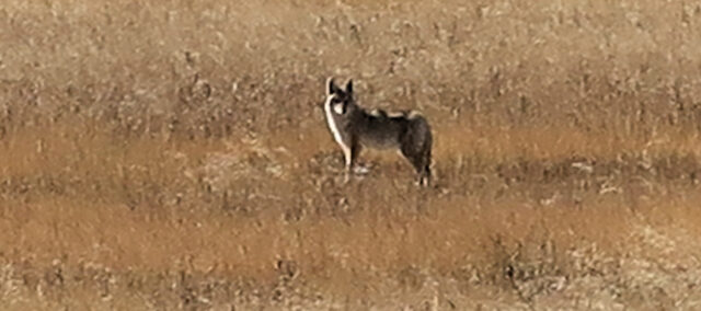 Een wolf in het veld, max. telelebereik van mijn Canon G7X Mark II.
