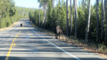 Al meteen een paar flinke bizons op de weg...
