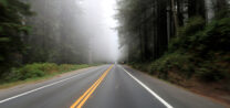 Mist van de oceaan drijft door de Redwood bossen.