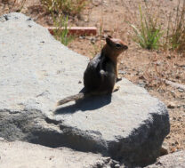 Deze chipmunk (aardeenkhoorn) schooide om koek en patat!