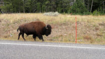 Een stoere bizon langs de weg. Geen ruzie mee zoeken...