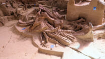 De botten van de oudste, gevonden mammoet.
