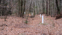 Paaltjes in het bos geven de grens aan.